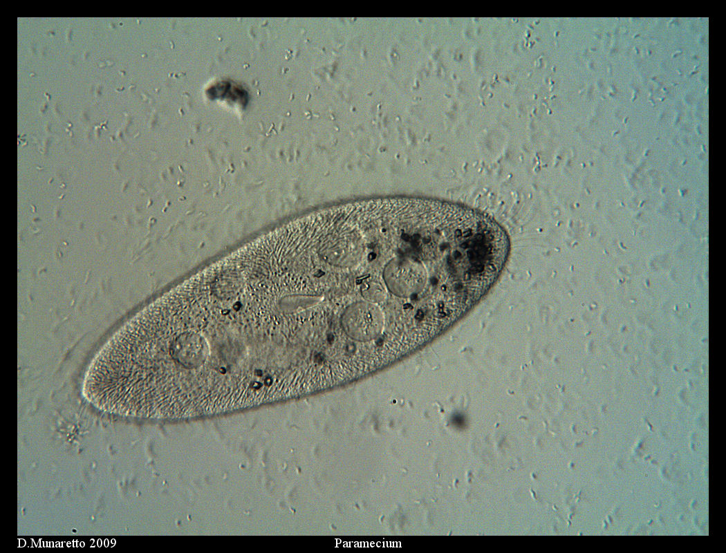 Paramecium